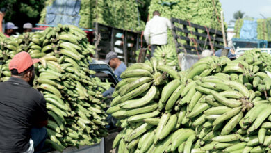 Consumers Complain about Rising Plantain Prices